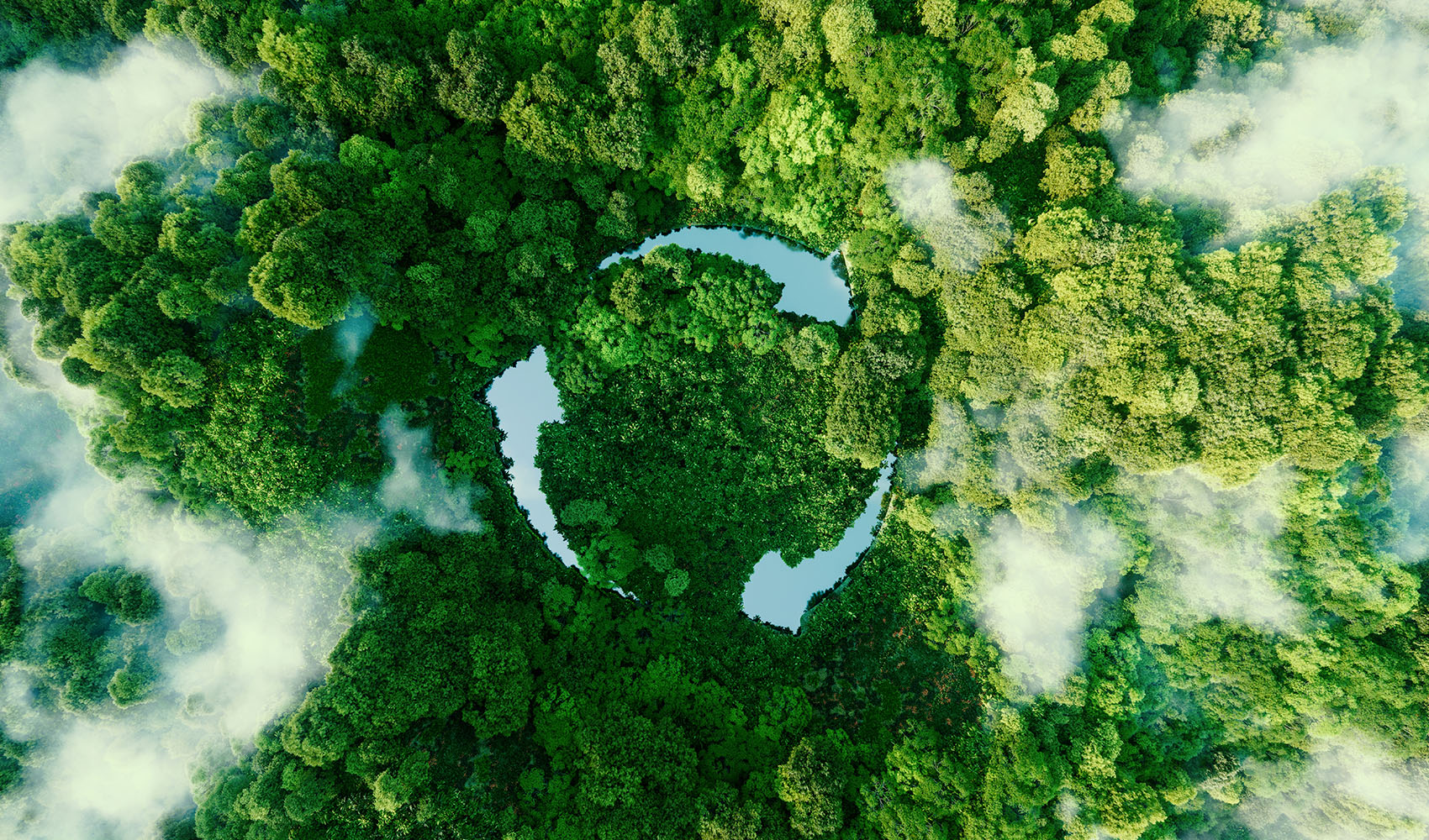 birds eye view of the forest